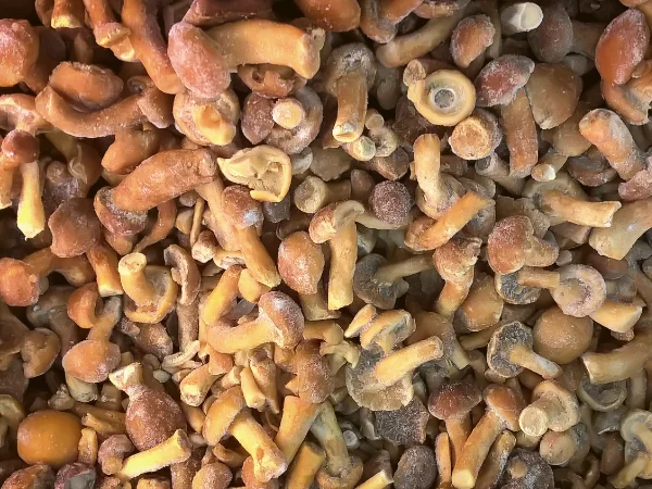 gustosi-chiodini-autunnali